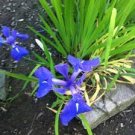 20 PCS Seeds Iris Laevigata Water Iris Kakitsubata Aqua Flower 20 PCS Seeds Iris Laevigata Water Iris Kakitsubata Aqua Flower