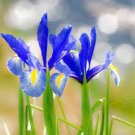 100 PCS Seeds Iris Laevigata Water Iris Kakitsubata Aqua Flower
