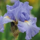 50 PCS Seeds Iris Plantas Seeds Blackish Purple Double Flowers 50 PCS Seeds Iris Plantas Seeds Blackish Purple Double Flowers