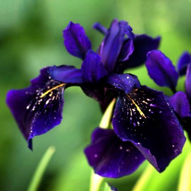 20 PCS Seeds Iris tectorum