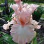 20 PCS Seeds Iris tectorum