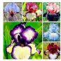 20 PCS Seeds Iris tectorum