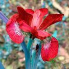 20 PCS Seeds Iris tectorum Red Rose Red White Colorful Flowers