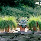 10 PCS Seeds Isolepis Cernua 10 PCS Seeds Isolepis Cernua