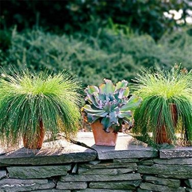 10 PCS Seeds Isolepis Cernua