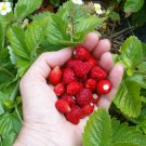 100 PCS Seeds Italian Alpine Strawberry, bonsai white red pink flowers 100 PCS Seeds Italian Alpine Strawberry, bonsai white red pink flowers