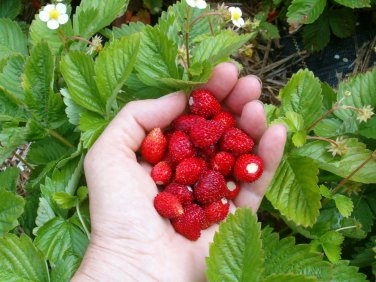 100 PCS Seeds Italian Alpine Strawberry, bonsai white red pink flowers