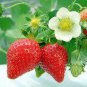 100 PCS Seeds Italian Alpine Strawberry, bonsai white red pink flowers