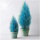 50 PCS Seeds Italian Blue Cypress Tree Indoor Outdoor Desk Ornamental Plants 50 PCS Seeds Italian Blue Cypress Tree Indoor Outdoor Desk Ornamental Plants