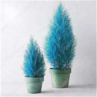 50 PCS Seeds Italian Blue Cypress Tree Indoor Outdoor Desk Ornamental Plants