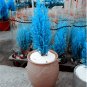 50 PCS Seeds Italian Blue Cypress Tree Indoor Outdoor Desk Ornamental Plants