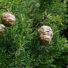 50 PCS Seeds Italian Cypress Tree Seeds Cupressus Sempervirens Home Garden Bonsai Planting 50 PCS Seeds Italian Cypress Tree Seeds Cupressus Sempervirens Home Garden Bonsai Planting