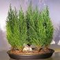 50 PCS Seeds Italian Cypress Tree Seeds Cupressus Sempervirens Home Garden Bonsai Planting