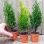 50 PCS Seeds Italian Cypress Tree Seeds Cupressus Sempervirens Home Garden Bonsai Planting