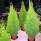 100 PCS Seeds Italian Cypress Trees Seeds Platycladus Orientalis