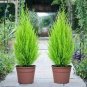 100 PCS Seeds Italian Cypress Trees Seeds Platycladus Orientalis