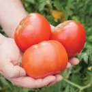 100 PCS Seeds Italian Giant Tomato Tree