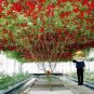 100 PCS Seeds Italian Giant Tomato Tree