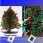 100 PCS Seeds Italian Giant Tomato Tree