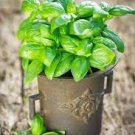 20 PCS Seeds Italian Large Leaf Basil 20 PCS Seeds Italian Large Leaf Basil
