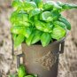 20 PCS Seeds Italian Large Leaf Basil