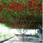 200 PCS Seeds Italian Tree Tomato 'Trip L Crop'