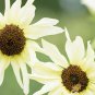 20 PCS Seeds Italian White Sunflower