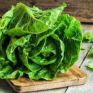 80 PCS Seeds Italy Lettuce Organic Green Vegetable 80 PCS Seeds Italy Lettuce Organic Green Vegetable