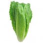 80 PCS Seeds Italy Lettuce Organic Green Vegetable
