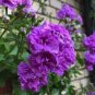 10 PCS Seeds Ivy Geranium Vagabond