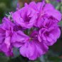 10 PCS Seeds Ivy Geranium Vagabond