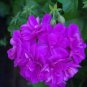 10 PCS Seeds Ivy Geranium Vagabond