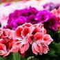 100 PCS Seeds Ivy Leaf Geranium Mixed Pink & Red Flower