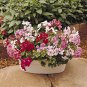 100 PCS Seeds Ivy Leaf Geranium Mixed Pink & Red Flower