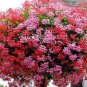 100 PCS Seeds Ivy Leaf Geranium Mixed Pink & Red Flower