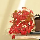 50 PCS Seeds Ivy Parthenocissus quinquefolia Virginia Creeper Bonsai Potted 50 PCS Seeds Ivy Parthenocissus quinquefolia Virginia Creeper Bonsai Potted