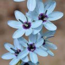 1 PCS Seeds Ixia Viridiflora 1 PCS Seeds Ixia Viridiflora