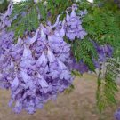 20 PCS Seeds Jacaranda mimosifolia Jacaranda Mimosa-leaved Jacaranda Blue Flamboyant