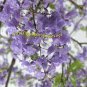 20 PCS Seeds Jacaranda mimosifolia Jacaranda Mimosa-leaved Jacaranda Blue Flamboyant