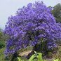 20 PCS Seeds Jacaranda mimosifolia Jacaranda Mimosa-leaved Jacaranda Blue Flamboyant