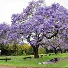 50 PCS Seeds Jacaranda Mimosifolia Tree