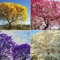 50 PCS Seeds Jacaranda Mimosifolia Tree