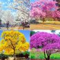 50 PCS Seeds Jacaranda Mimosifolia Tree