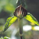 30 PCS Seeds Jack in The Pulpit Seeds Stunning in Your Shady Woodland Garden Easy