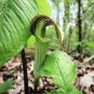 30 PCS Seeds Jack in The Pulpit Seeds Stunning in Your Shady Woodland Garden Easy