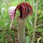 30 PCS Seeds Jack in The Pulpit Seeds Stunning in Your Shady Woodland Garden Easy