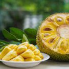 5 PCS Seeds Jackfruit