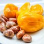 5 PCS Seeds Jackfruit