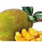 5 PCS Seeds Jackfruit