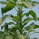 100 PCS Seeds Jamaican CALLALOO